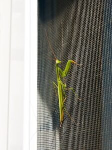 close-up-insect-window_1048944-27676714