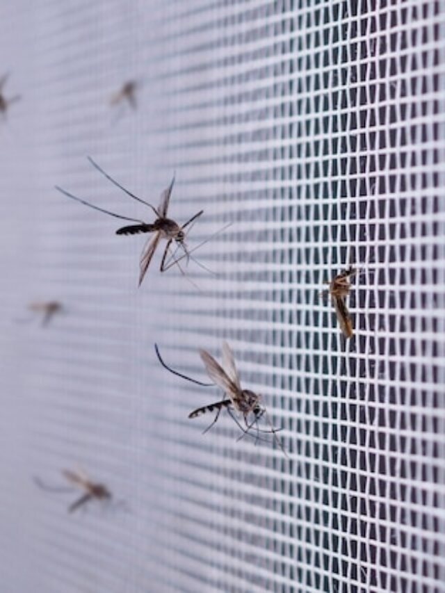 many-mosquitoes-insect-net-wire-screen-close-up-house-window_293060-190