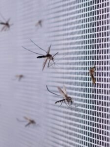many-mosquitoes-insect-net-wire-screen-close-up-house-window_293060-190