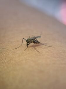 close-up-mosquito-sucking-blood-from-human-arm_1150-1877