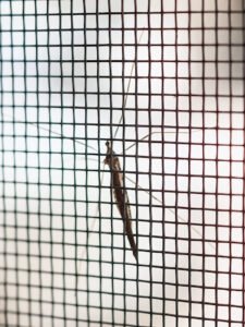 mosquito-net-wire-screen-house-window-protection-against-insect_293060-5041_upscayl_4x_remacri