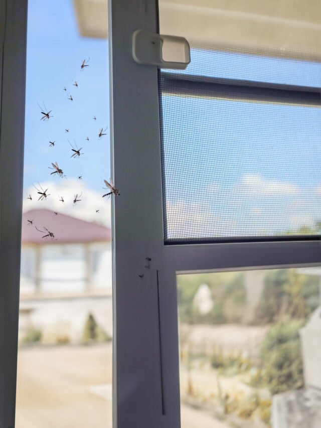 Mosquitos