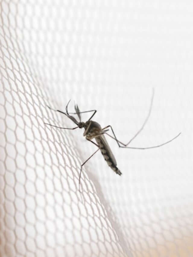 mosquito-white-mosquito-wire-mesh-net-mosquito-disease-is-carrier-malaria_43525-348