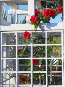 Red rose bush in the garden close up in summer