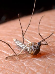 Mosquito-Borne Diseases